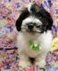 Havanese Puppies for sale in Little Rock, AR, USA. price: NA