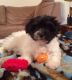 Havanese Puppies for sale in Nabb, IN 47147, USA. price: NA