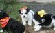 Havanese Puppies for sale in Philadelphia, PA, USA. price: NA