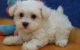 Havanese Puppies for sale in Oklahoma City, OK, USA. price: NA