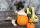 Havanese Puppies for sale in New Haven, CT, USA. price: NA