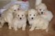 Havanese Puppies for sale in Honolulu, HI, USA. price: NA