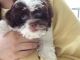 Havanese Puppies for sale in Naples, FL, USA. price: NA