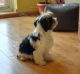 Havanese Puppies for sale in Hartford, CT, USA. price: $300