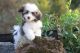 Havanese Puppies for sale in Bakersfield, CA, USA. price: NA