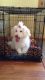 Havanese Puppies for sale in Albert Lea, MN 56007, USA. price: $1