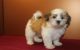 Havanese Puppies for sale in Glendale, CA, USA. price: NA