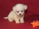 Havanese Puppies for sale in New York, NY, USA. price: NA