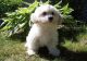 Havanese Puppies for sale in Las Vegas, NV, USA. price: NA