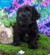 Havanese Puppies for sale in Amarillo, TX, USA. price: NA