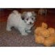 Havanese Puppies for sale in Laredo, TX, USA. price: NA