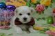 Havanese Puppies for sale in Clearwater, FL, USA. price: NA