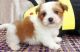 Havanese Puppies for sale in Washington, DC, USA. price: $625