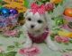 Havanese Puppies for sale in El Monte, CA, USA. price: NA