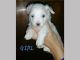Havanese Puppies for sale in Carlsbad, CA, USA. price: NA