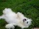 Havanese Puppies for sale in El Paso, TX, USA. price: NA