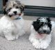 Havanese Puppies for sale in Miami, FL, USA. price: NA