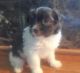 Havanese Puppies for sale in Alma Center, WI 54611, USA. price: NA