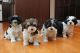 Havanese Puppies for sale in Montgomery, AL, USA. price: NA