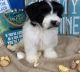 Havanese Puppies for sale in Miami, FL, USA. price: $550