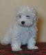 Havanese Puppies for sale in Norwalk, CA, USA. price: NA