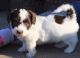Havanese Puppies for sale in Salt Lake City, UT, USA. price: NA