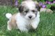 Havanese Puppies for sale in Reno, NV, USA. price: NA