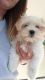 Havanese Puppies for sale in Gales Creek, OR 97117, USA. price: NA