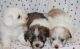 Havanese Puppies for sale in Modesto, CA, USA. price: NA