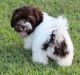 Havanese Puppies for sale in Baywood-Los Osos, CA 93402, USA. price: NA