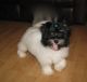 Havanese Puppies for sale in New York, NY, USA. price: NA