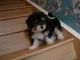 Havanese Puppies for sale in Cleveland, OH, USA. price: NA