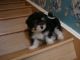 Havanese Puppies for sale in Cedar Rapids, IA, USA. price: NA