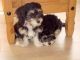 Havanese Puppies for sale in Cedar Rapids, IA, USA. price: NA
