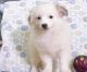 Havanese Puppies for sale in Washington, VA 22747, USA. price: NA