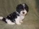 Havanese Puppies for sale in Pueblo, CO, USA. price: NA