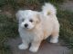 Havanese Puppies for sale in Akeley, MN 56433, USA. price: NA