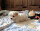 Havanese Puppies for sale in Akeley, MN 56433, USA. price: $200