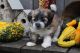 Havanese Puppies for sale in Canton, OH, USA. price: NA