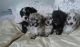 Havanese Puppies for sale in WY-110, Devils Tower, WY 82714, USA. price: NA