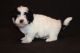 Havanese Puppies for sale in NJ-38, Cherry Hill, NJ 08002, USA. price: NA