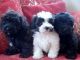 Havanese Puppies for sale in Salem, OR, USA. price: NA