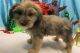 Havanese Puppies for sale in Hammond, IN, USA. price: NA