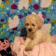 Havanese Puppies for sale in Federal Way, WA, USA. price: NA