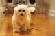 Havanese Puppies for sale in Hillside, NJ, USA. price: NA