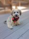 Havanese Puppies for sale in Wethersfield, CT 06109, USA. price: NA