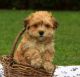 Havanese Puppies for sale in Austin, TX, USA. price: $620