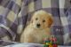 Havanese Puppies for sale in Lansing, MI, USA. price: NA