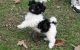 Havanese Puppies for sale in San Francisco, San Antonio, TX 78201, USA. price: NA