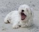 Havanese Puppies for sale in Austin, TX, USA. price: $500
